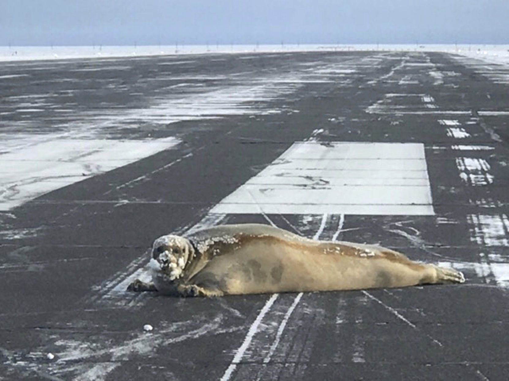 Seal on Runaway Alaska